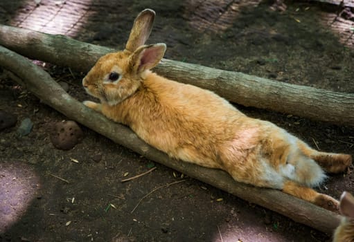 Mother domestic rabbit 
 (Oryctolagus cuniculus domesticus) with small her babies