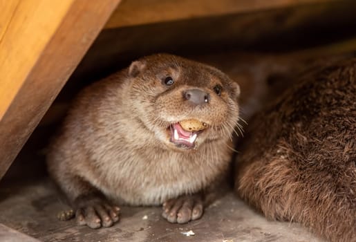 The North American river otter (Lontra canadensis), also known as the northern river otter and river otter eating quail egg