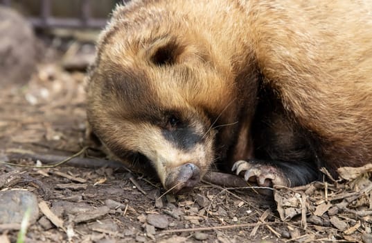 The Japanese badger (Meles anakuma) sleeping, close up