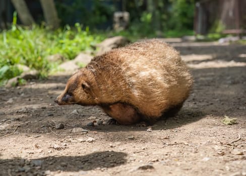 The Japanese badger (Meles anakuma) walking