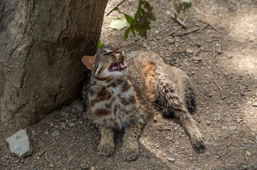 The Amur leopard cat (Prionailurus bengalensis euptilura) living in russian forest, Far East.