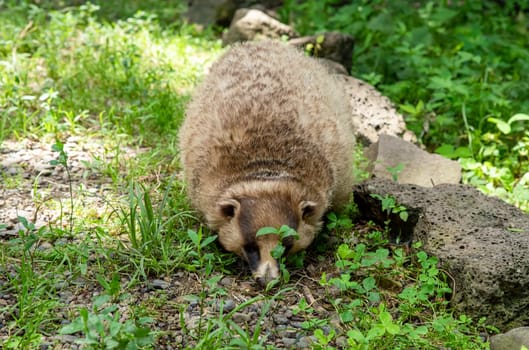 The Japanese badger (Meles anakuma) walking