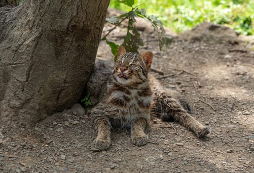 The Amur leopard cat (Prionailurus bengalensis euptilura) living in russian forest, Far East.