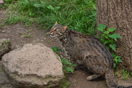 The Amur leopard cat (Prionailurus bengalensis euptilura) living in russian forest, Far East.