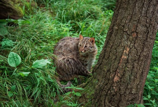 The Amur leopard cat (Prionailurus bengalensis euptilura) living in russian forest, Far East.