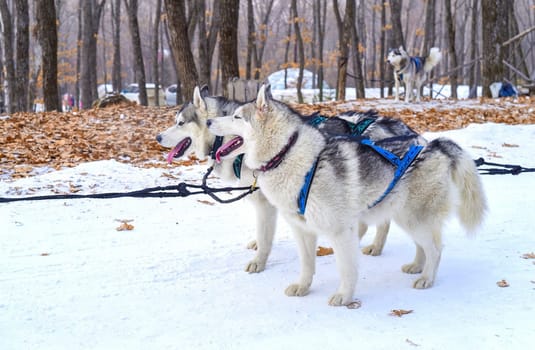 Young Siberian husky dogs preparing for sledding