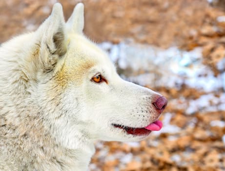 Brown young Siberian husky showing tongue and looking away