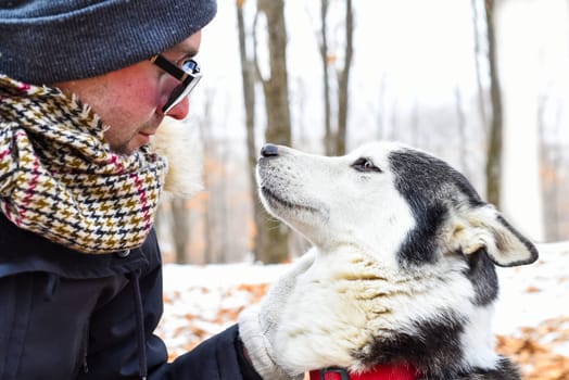Siberian husky looking at owner against winter background