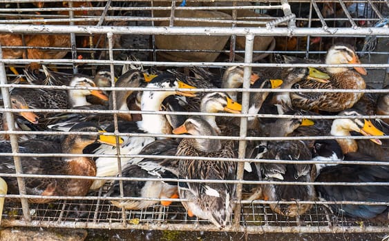 Alive duck in a cage for sale on street a market