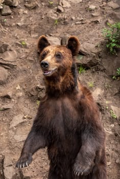 The Kamchatka brown bear (Ursus arctos beringianus), also known as the Far Eastern brown bear or Russian