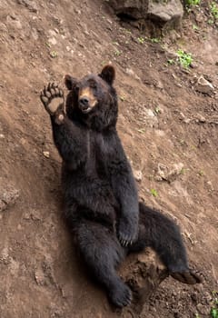 The Kamchatka brown bear (Ursus arctos beringianus), also known as the Far Eastern brown bear or Russian sitting