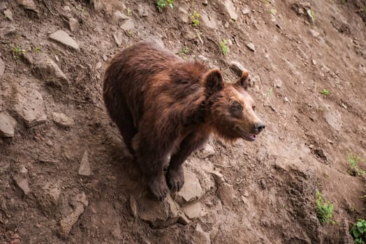 The Kamchatka brown bear (Ursus arctos beringianus), also known as the Far Eastern brown bear or Russian sitting
