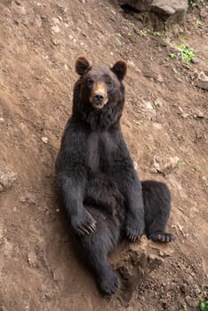 The Kamchatka brown bear (Ursus arctos beringianus), also known as the Far Eastern brown bear or Russian sitting