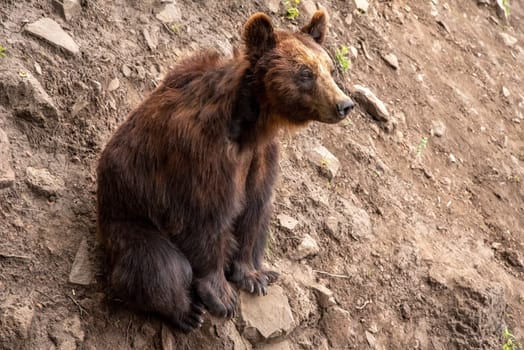 The Kamchatka brown bear (Ursus arctos beringianus), also known as the Far Eastern brown bear or Russian sitting