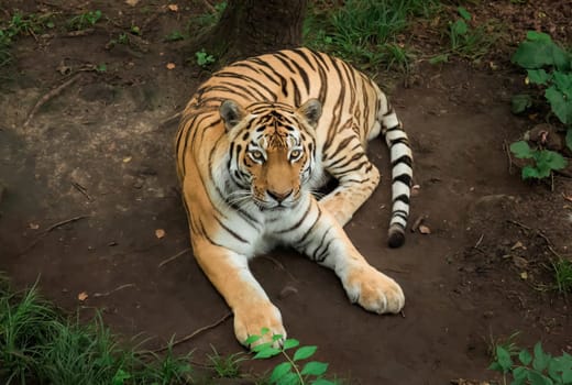 The Siberian tiger or Amur tiger looking at camera in the Russian Far East, Primorsky kray