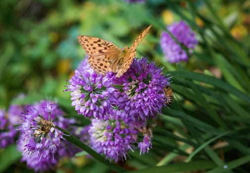 Brenthis daphne, the marbled fritillary butterfly female sitting on allium flower