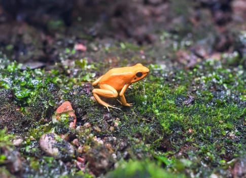 the golden dart frog or golden poison arrow frog