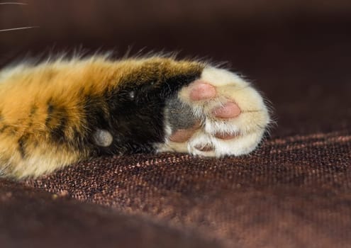 One colorful paw of mixed breed cat close up