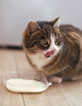 Domestic cat drinking milk from a bowl