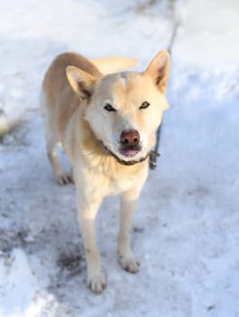 Young  chained mixed breed dog attentively looking in the camera, standing on snow in winter