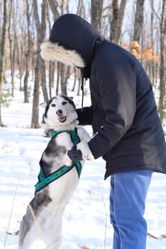 Siberian husky playing with owner against winter background in Russian forest