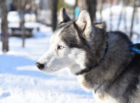 Portrait of young siberian husky looking away