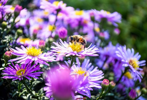 Eristalis pollinating the autumn flower Aster alpinus (blue alpine daisy) under sunlight. Russian Far East