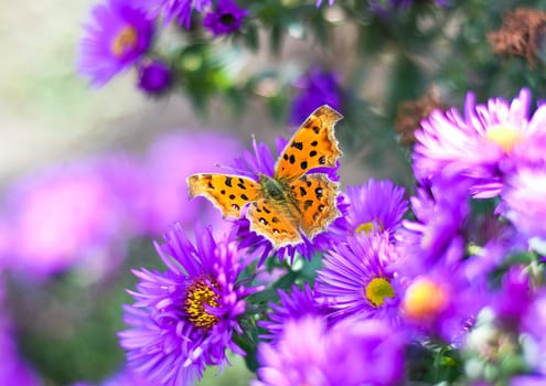 The Comma or Polygonia c-album butterfly on Japanese aster (Kalimeris incisa)