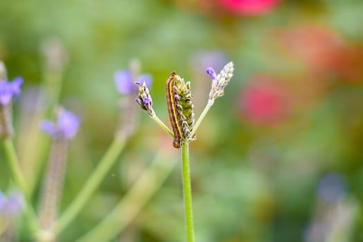 caterpillar crawling on a purple flower