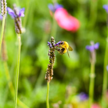 Bee pollinates flower on an autumn day