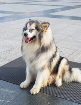 Funny Alaskan Malamute dog in sunglasses sitting in Vietnam, Da Lat