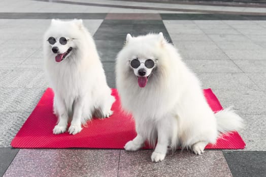 Two samoyed dogs in sunglasses sitting in Vietnam