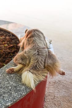 Sleepy Golden Retriever dog laying in a funny way for sleeping