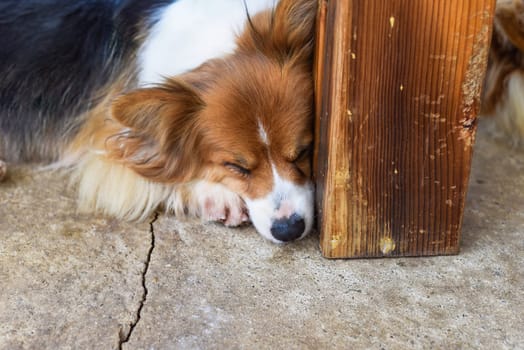 peaceful dog resting under the sun rays with closed eyes