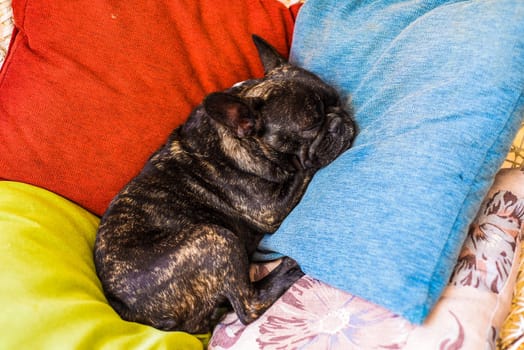 French Bulldog sleeping on colorful pillows alone