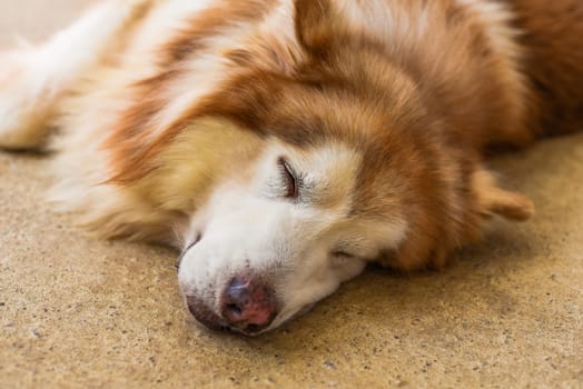 Sleepy Malamute dog laying on the sand with closed eyes
