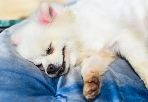 Portrait of sleeping pomeranian dog or dwarf spitz laying on a pillow