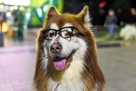 Funny Alaskan Malamute dog in glasses sitting in Vietnam, Da Lat