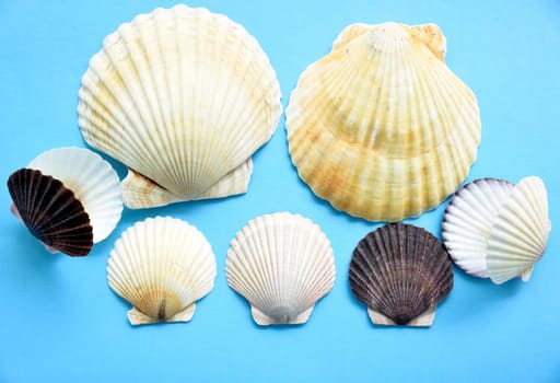 Japanese sea scallop seashells on a blue background. close-up