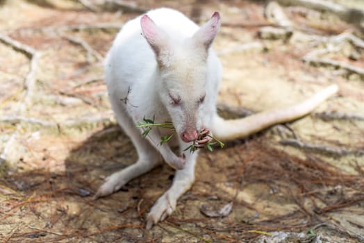 the white wallaby australian kangaroo standing alone