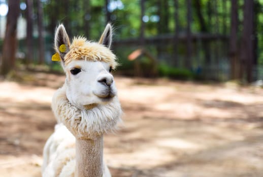 Portrait of funny lama with fringe in zoo