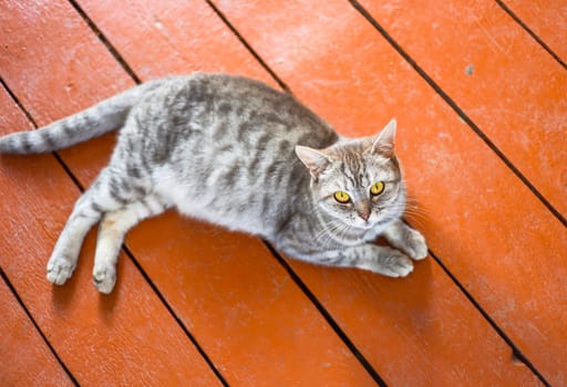 Pregnant gray cat before giving birth