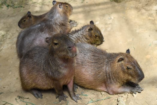 Family of capybara laying together in zoo in Vietnam
