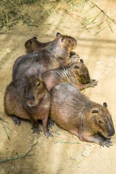 Family of capybara laying together in zoo in Vietnam