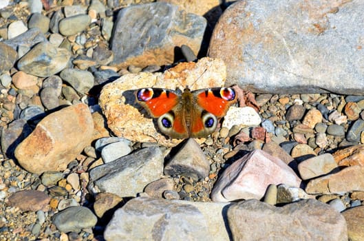 Aglais io, the European peacock known as peacock butterfly on stones. Far East, Russia