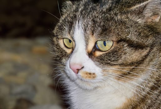Portrait of tabby smooth cat with pink nose. copy space