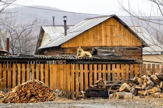 Yellow dog laying and resting on the roof of barn on a snowy spring day near next to sawn firewood and logs