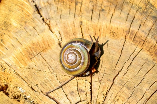 Brown snail on a stump under the sunlight, summer day