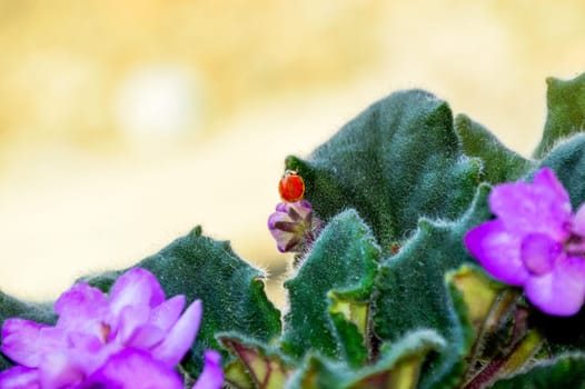Ladybug on a violet flower leaf. macro