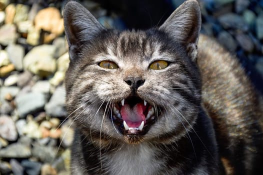Portrait of 1 year old black cat with gray stripes meowing and asking food